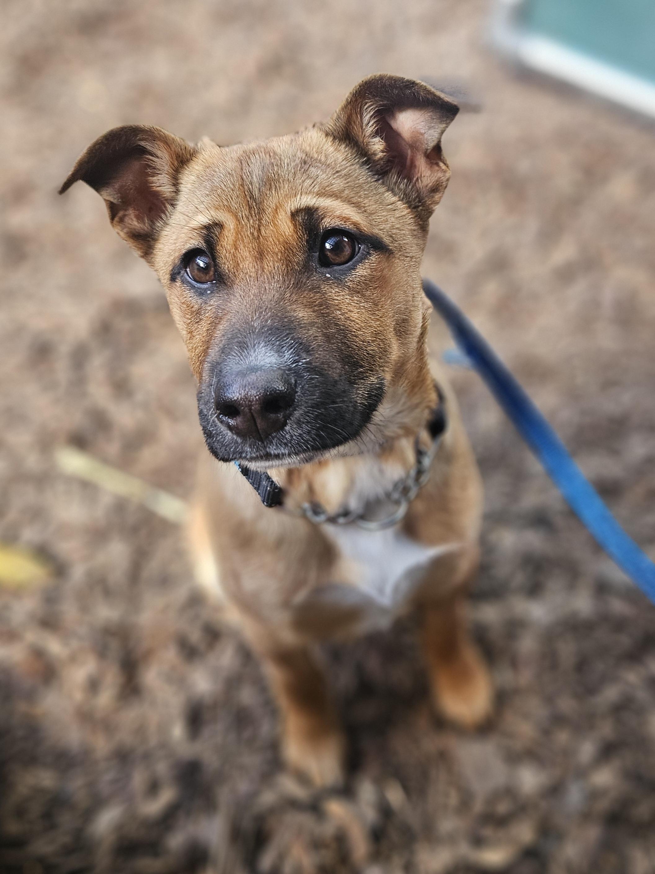 Enlarge Joy, a ADOPTABLE mixed breed in Junction City, OR image 2/6