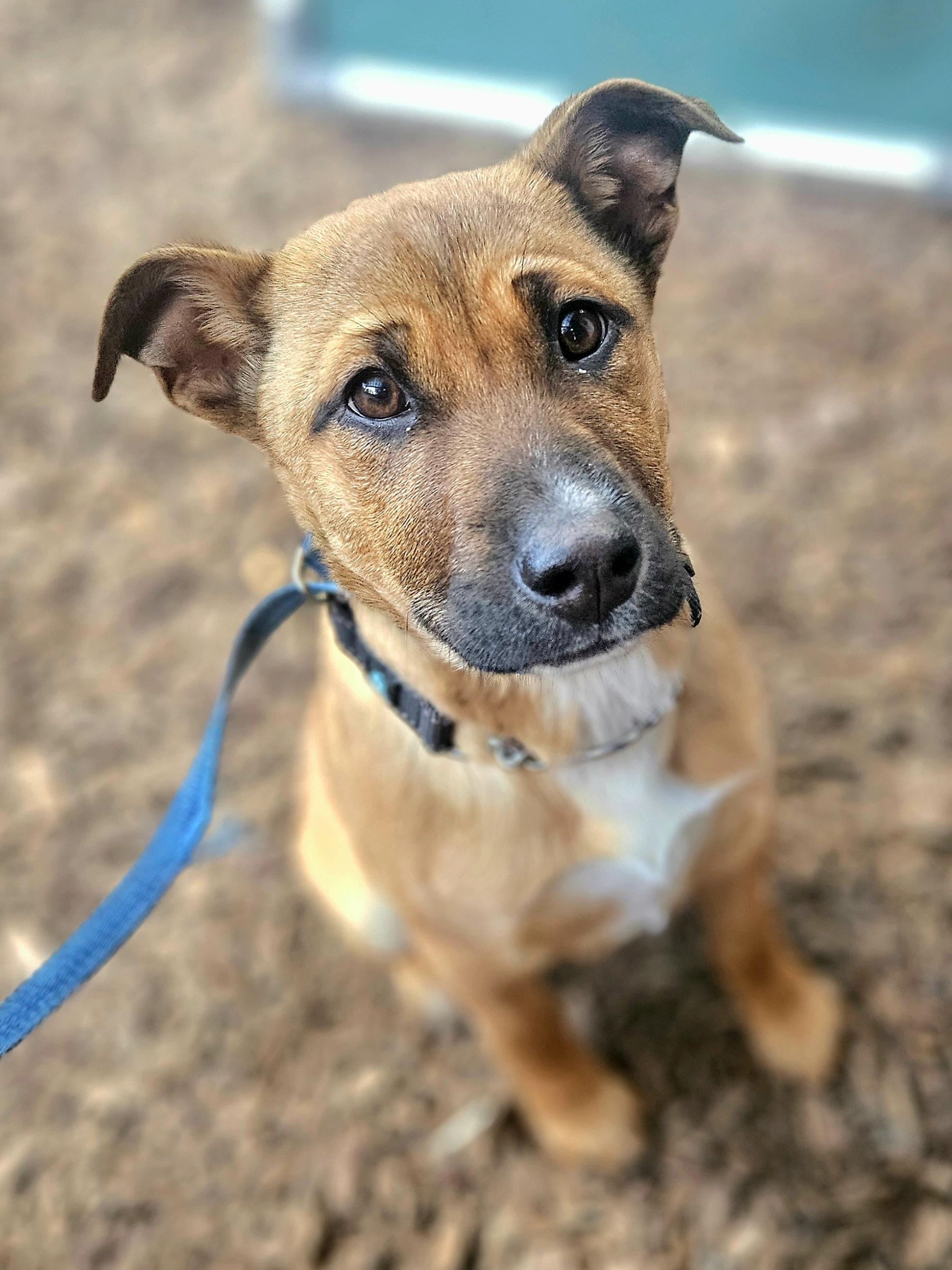 Enlarge Joy, a ADOPTABLE mixed breed in Junction City, OR image 4/6