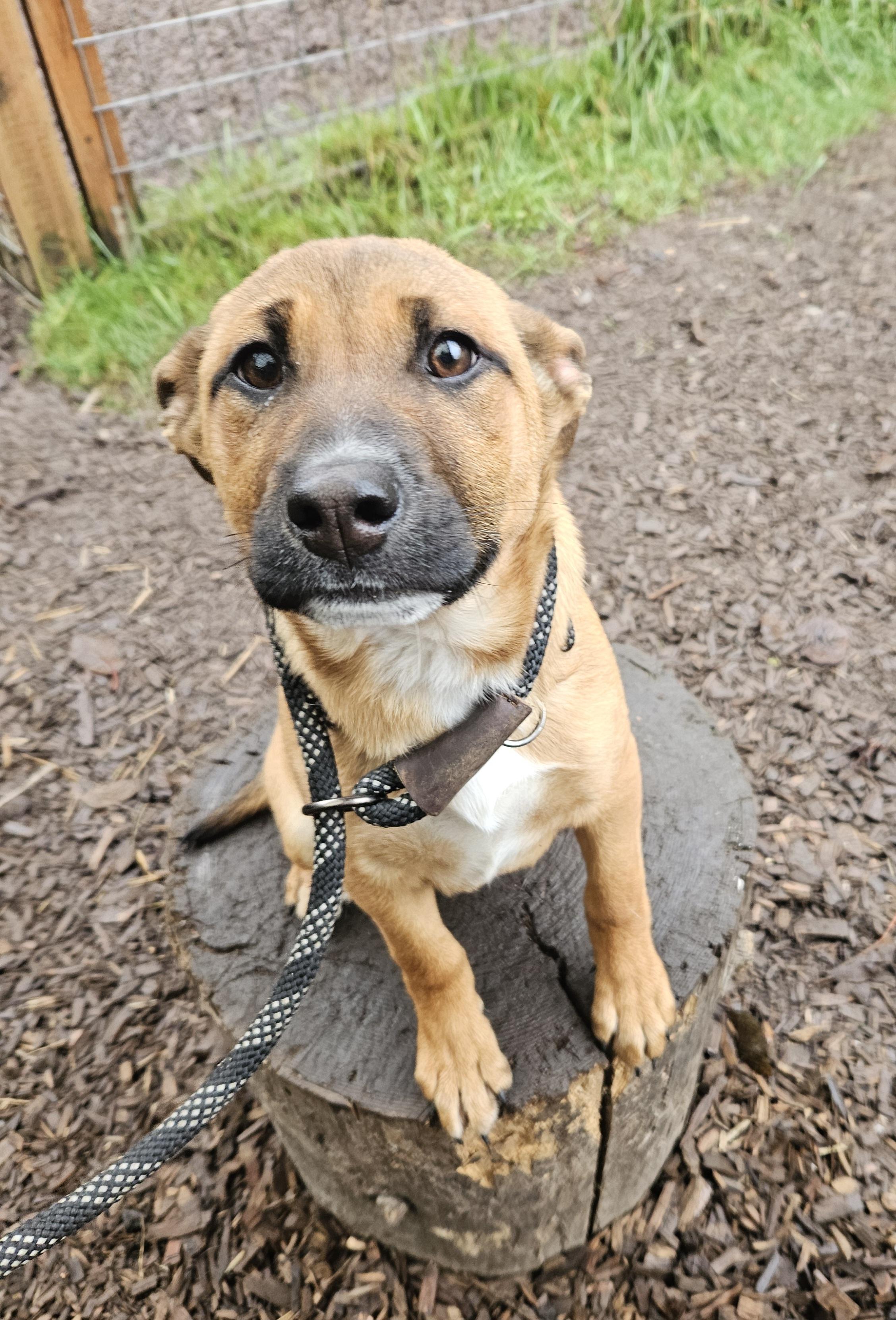 Enlarge Joy, a ADOPTABLE mixed breed in Junction City, OR image 3/6