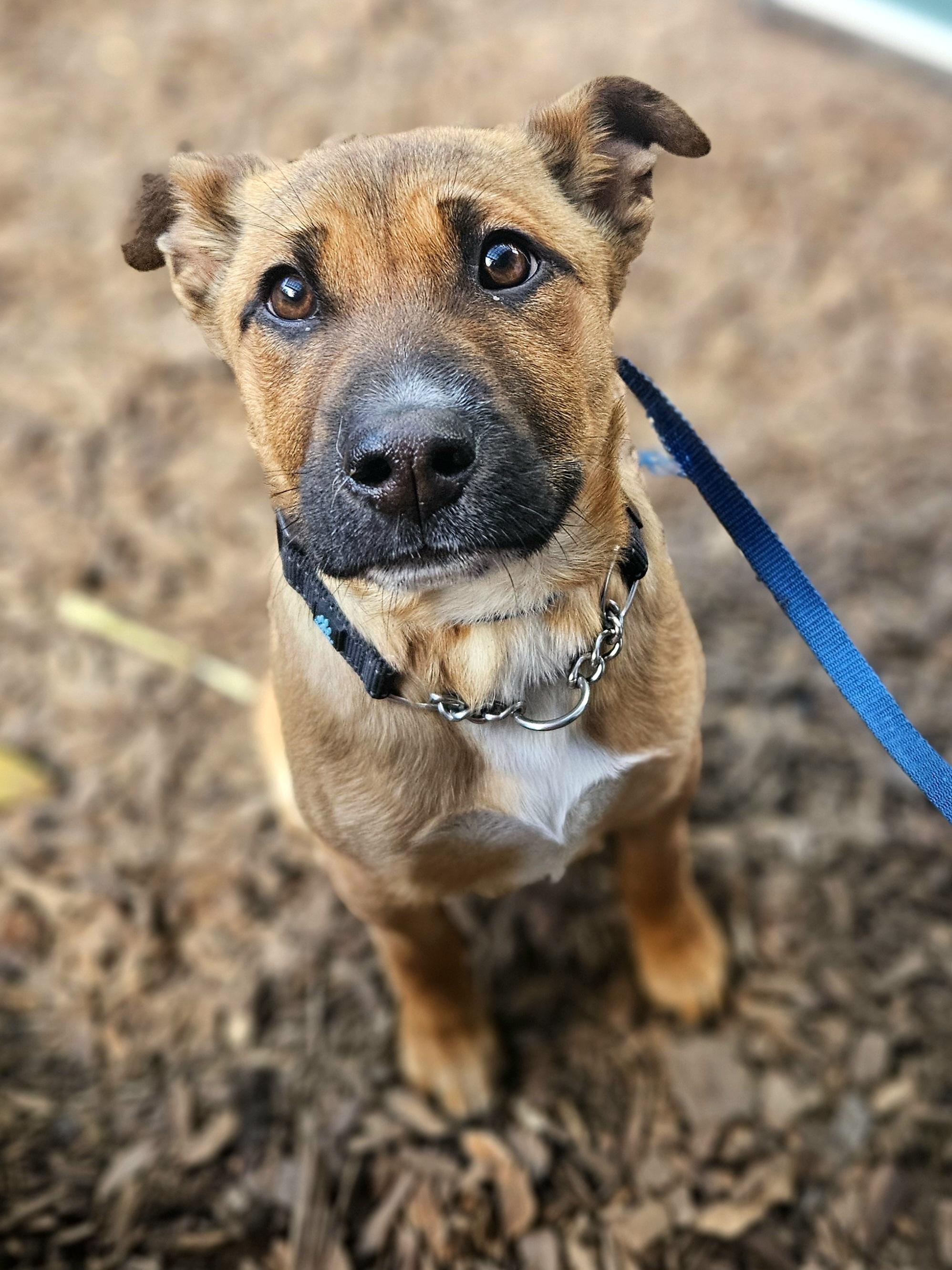 Enlarge Joy, a ADOPTABLE mixed breed in Junction City, OR image 1/6