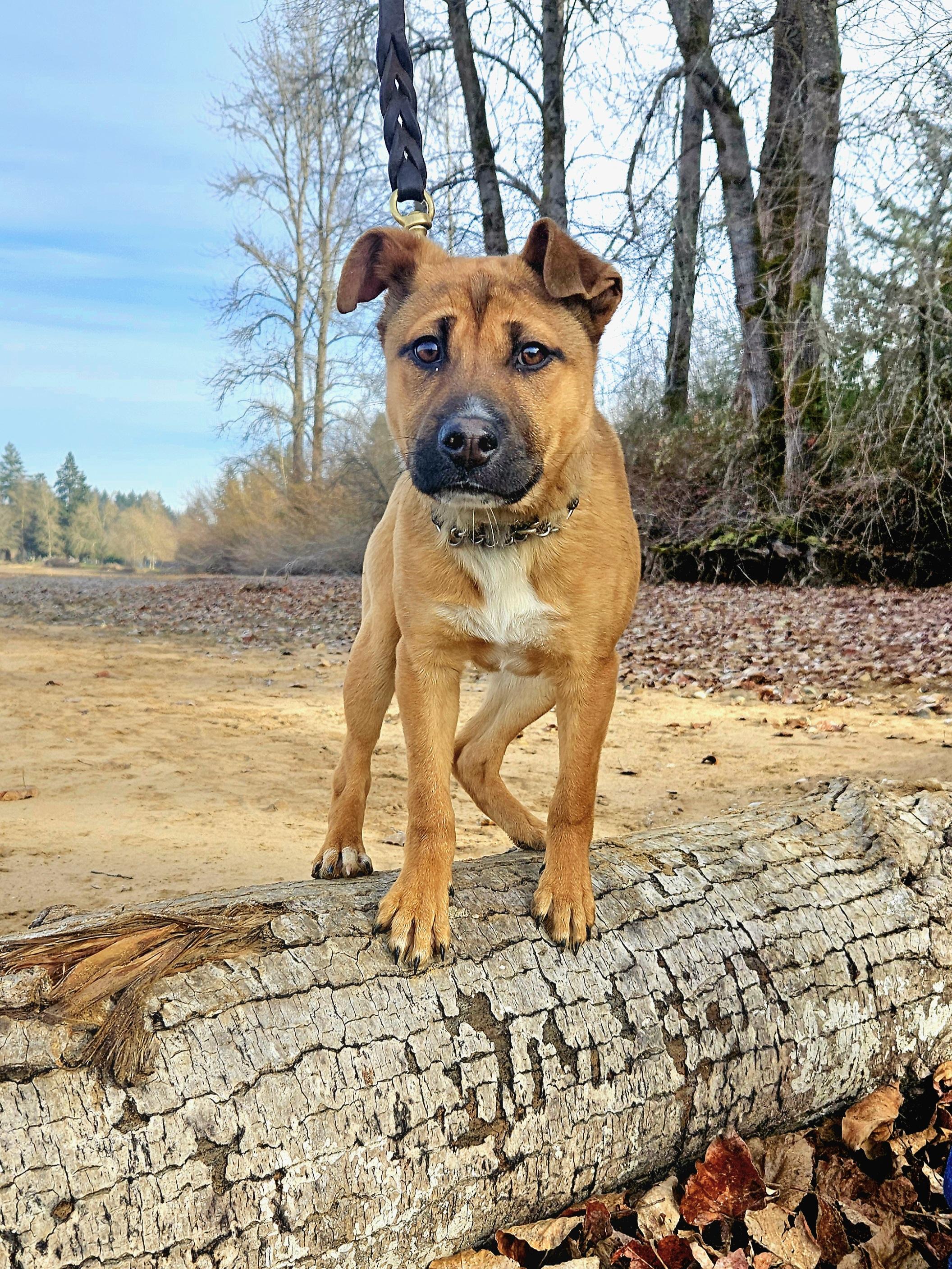 Joy, an adopted mixed breed in Junction City, OR image 1/6