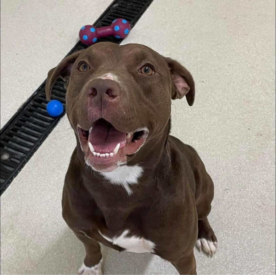 Raven, an adopted Pit Bull Terrier Mix in Ashland, OH_image-1
