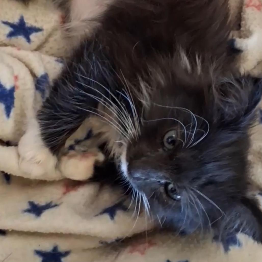 Enlarge Gizmo, a Adoptable Domestic Short Hair in Ashland, OR image 1/3