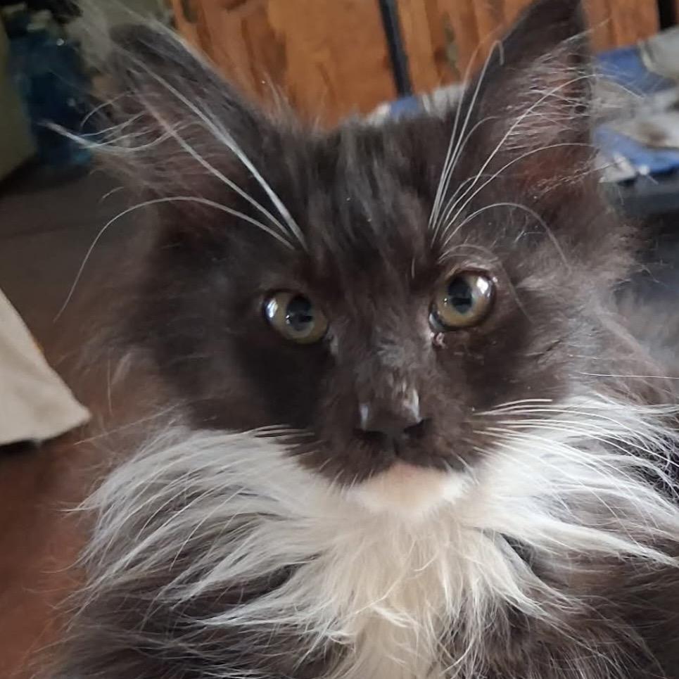Enlarge Gizmo, a Adoptable Domestic Short Hair in Ashland, OR image 3/3