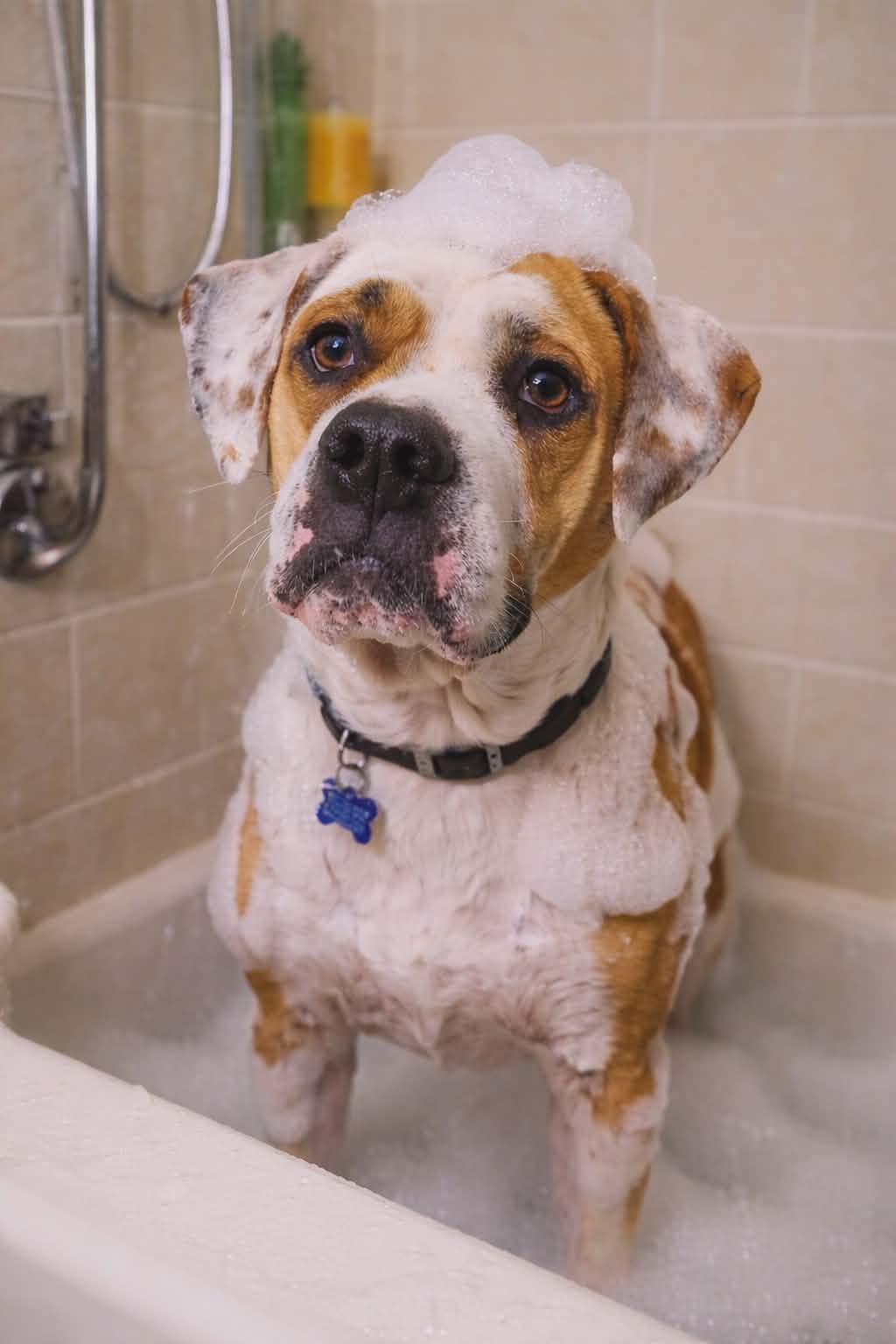 Enlarge Nash Bridges, a Adoptable mixed breed in St. Louis, MO image 2/3