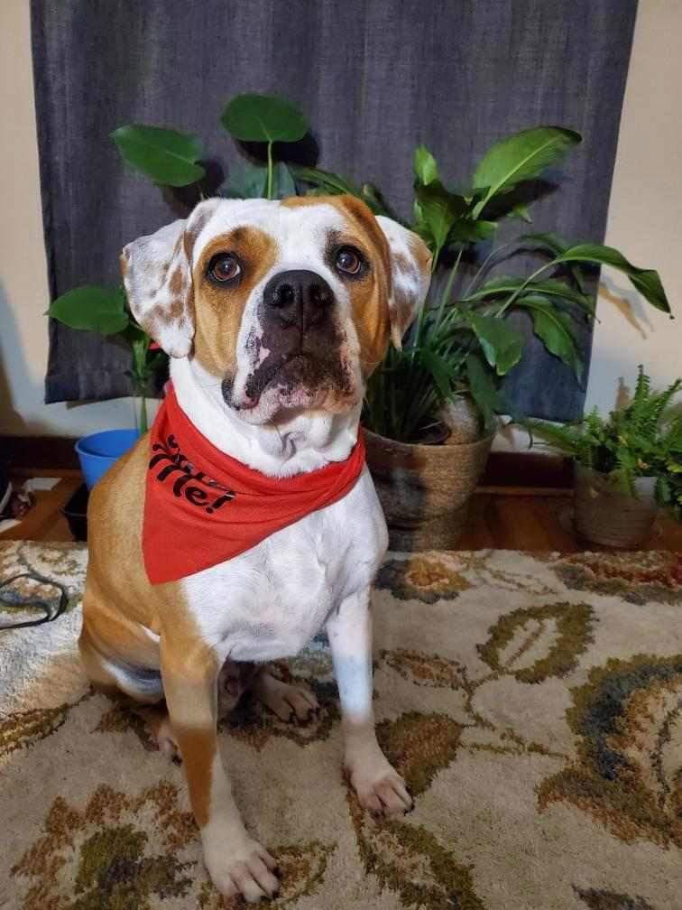 Nash Bridges, Adoptable, Adult Male Boxer & Beagle.