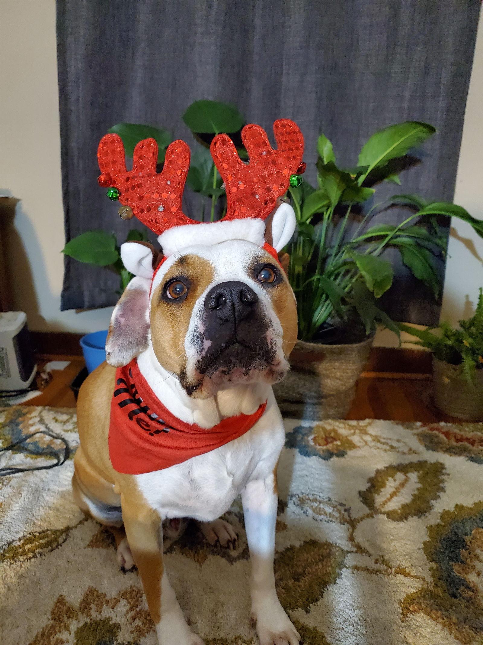 Nash Bridges, a Adoptable mixed breed in St. Louis, MO image 2/3