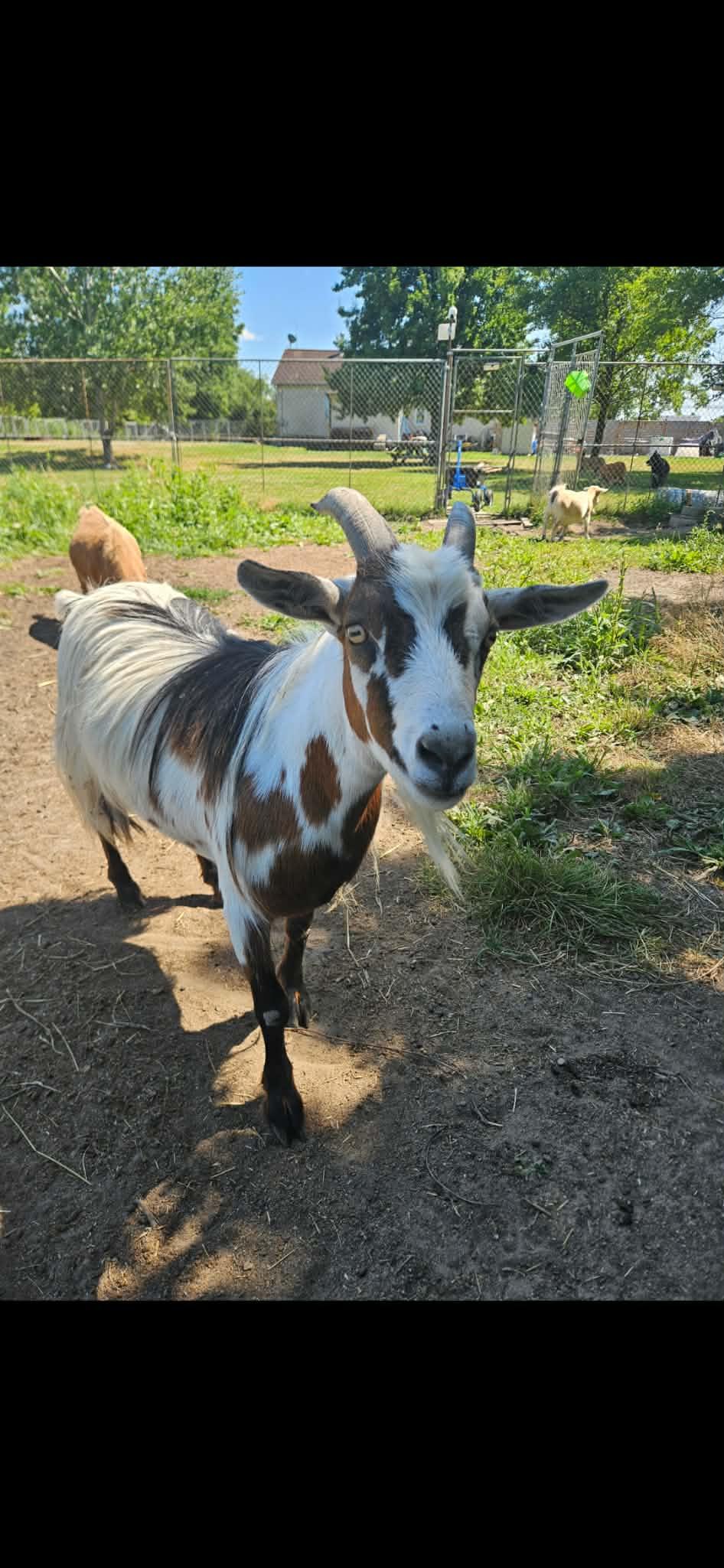 Donkey, a ADOPTABLE Goat in China Township, MI image 2/6