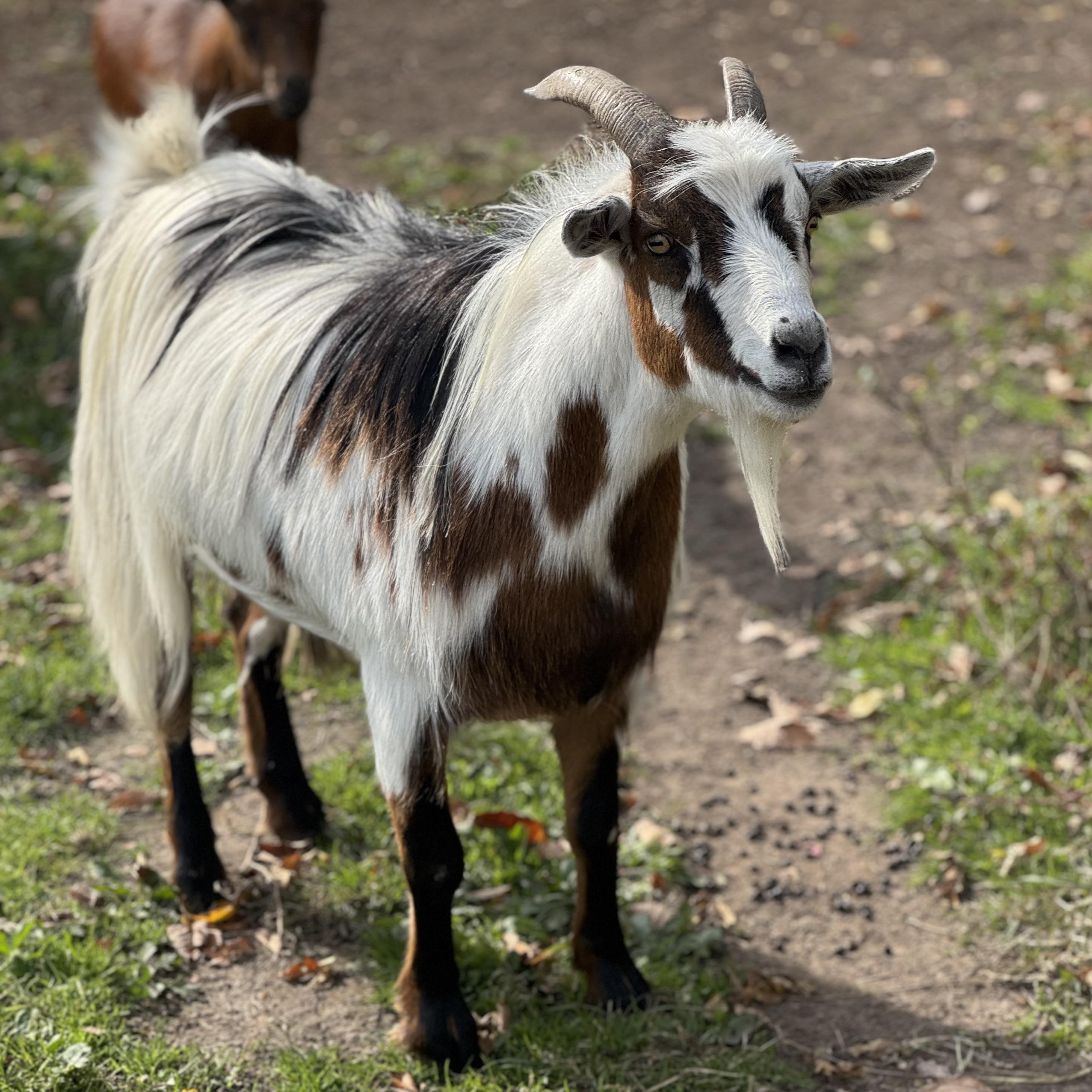 Donkey, Adoptable, Adult Male Goat.