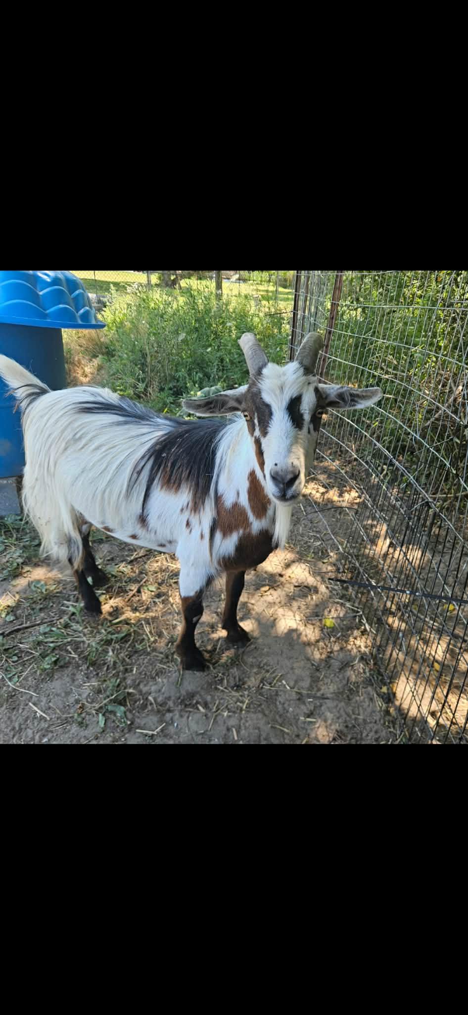 Donkey, a ADOPTABLE Goat in China Township, MI image 4/6