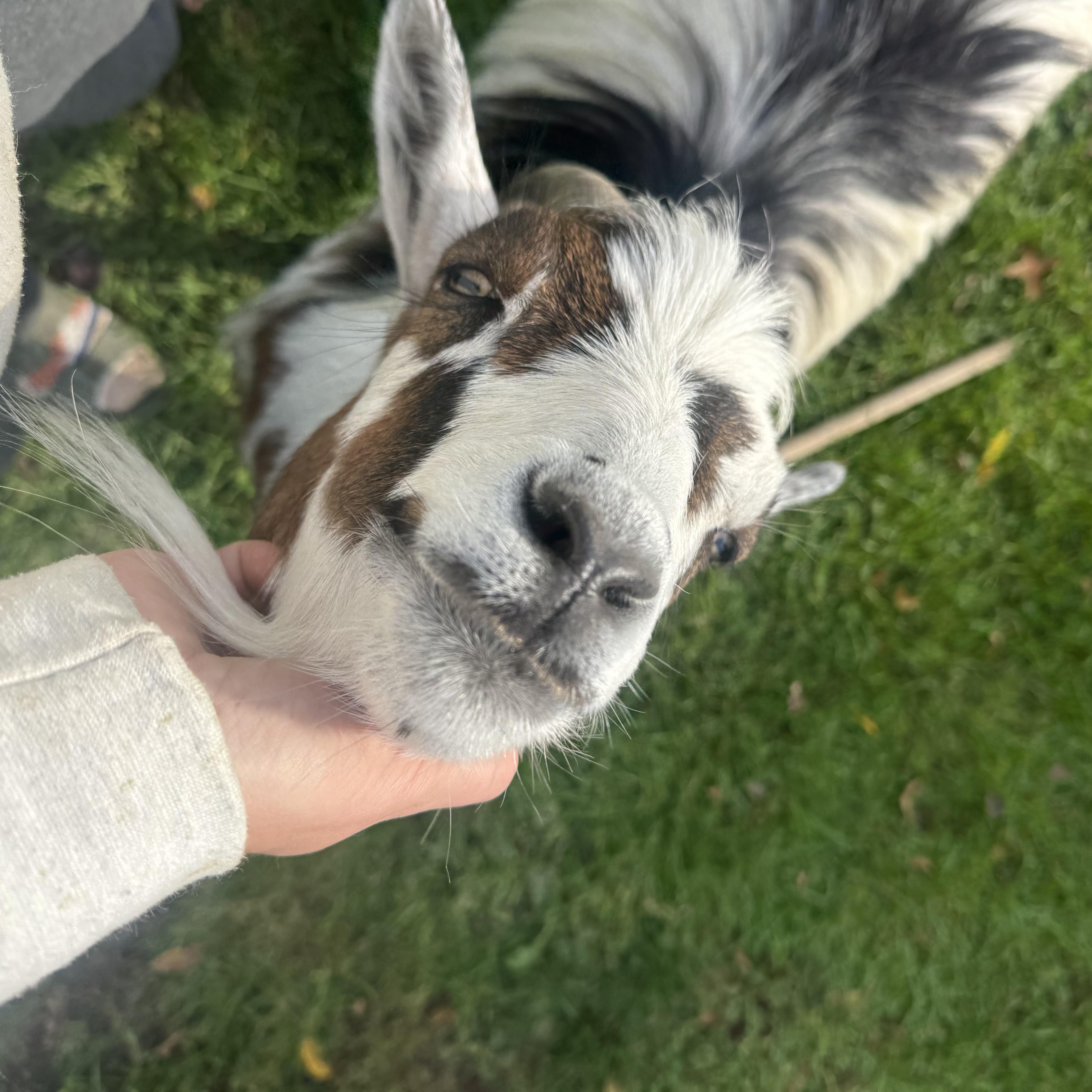 Enlarge Donkey, a Adoptable Goat in China Township, MI image 2/6