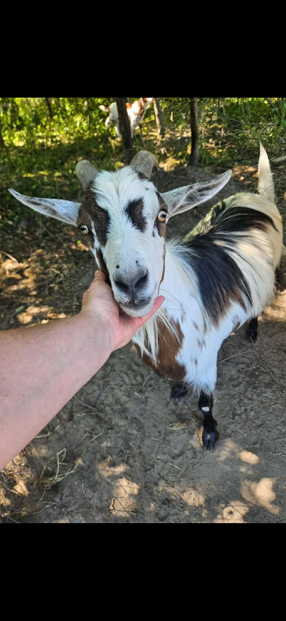Donkey, ADOPTABLE, Adult Male Goat.