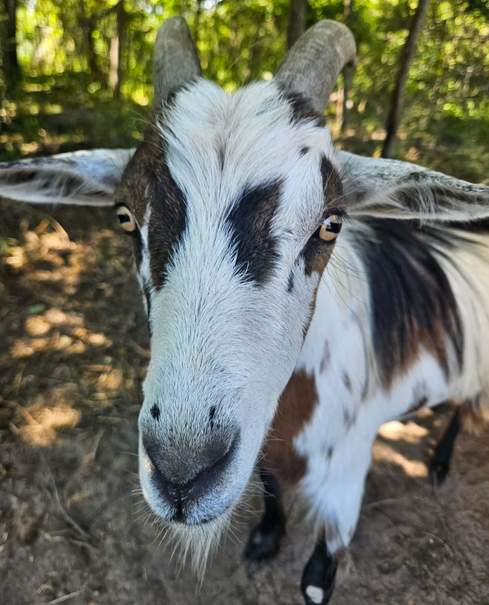 Donkey, a ADOPTABLE Goat in China Township, MI image 3/6