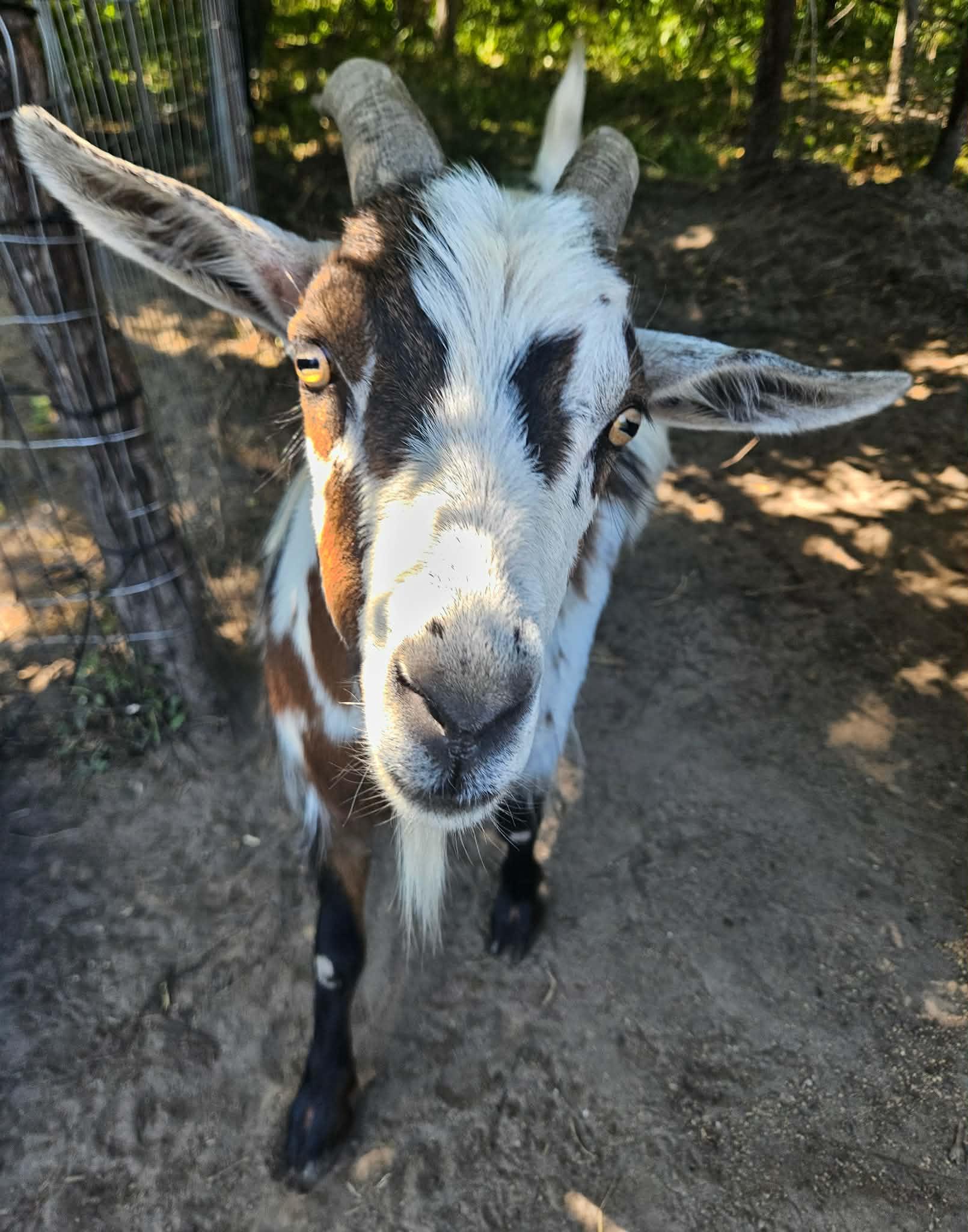 Donkey, a ADOPTABLE Goat in China Township, MI image 6/6