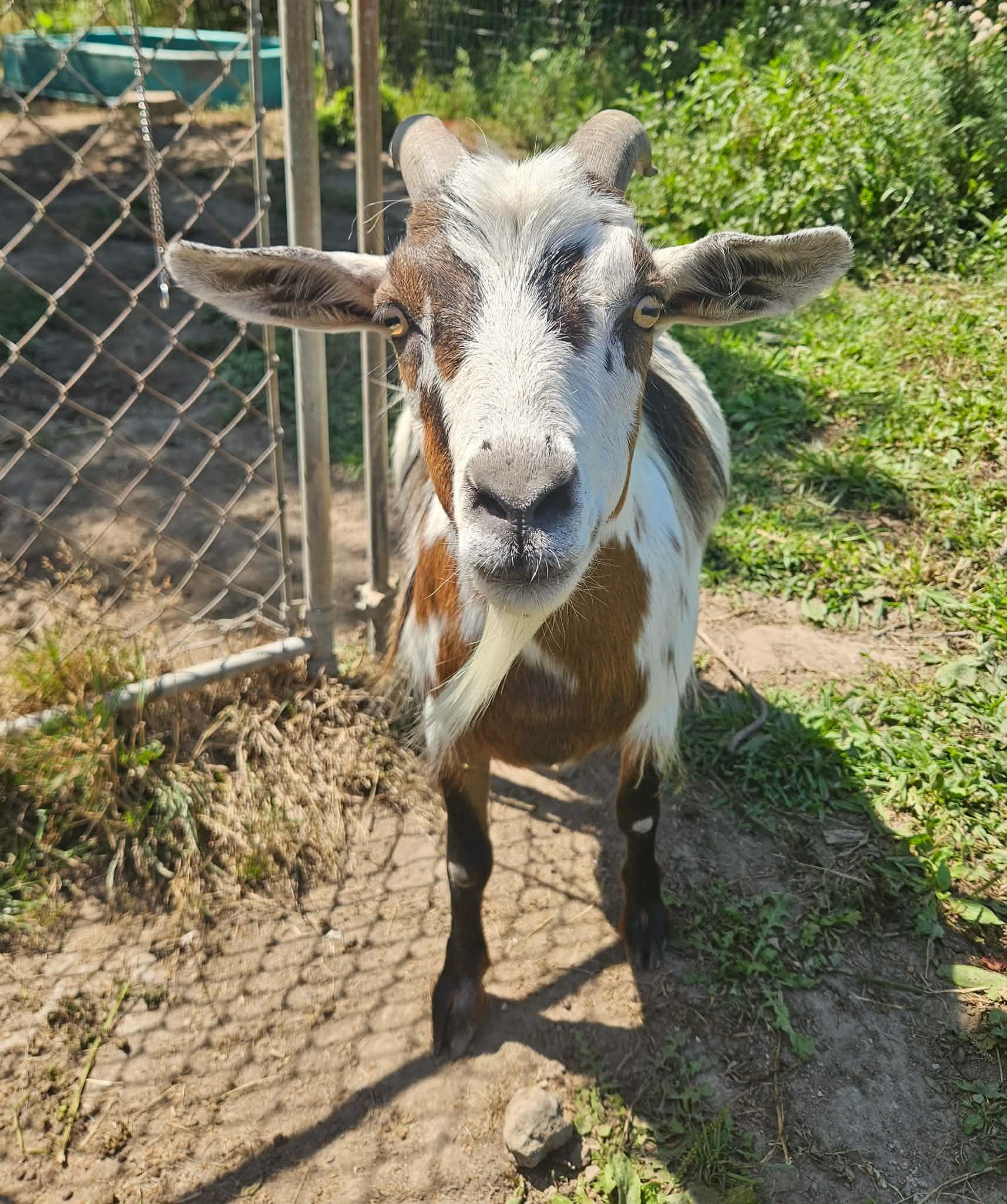 Donkey, a ADOPTABLE Goat in China Township, MI image 5/6
