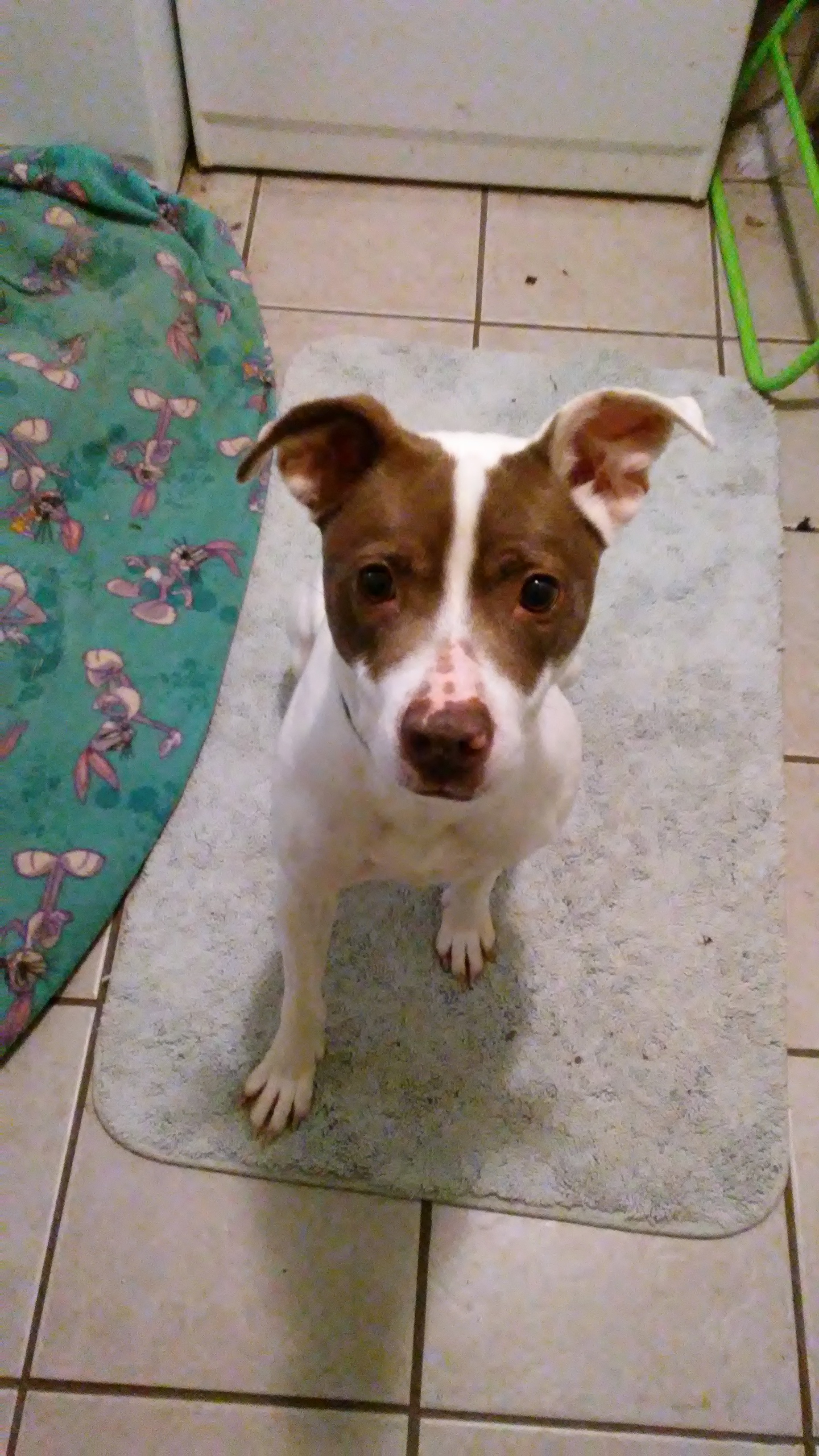 Freckles, an adoptable Pointer in Adams, MA, 01220 | Photo Image 1