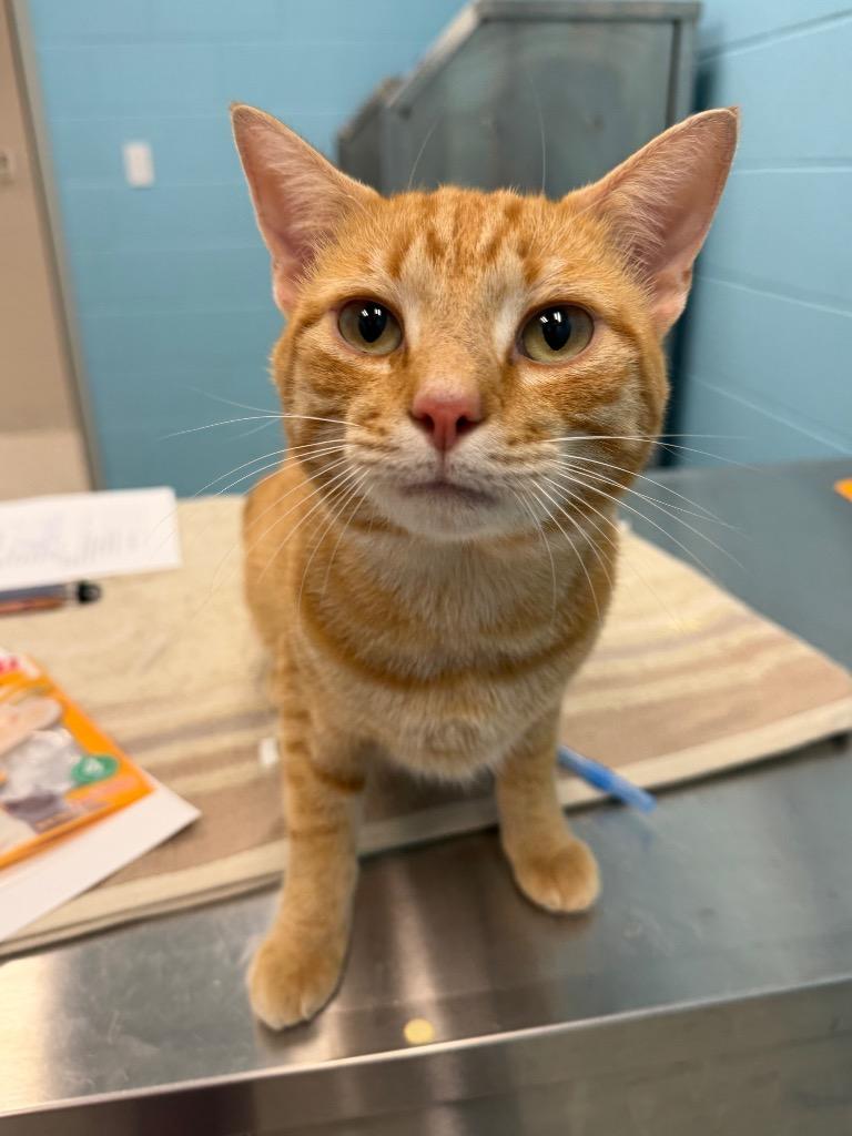 Enlarge Murphy, a Adoptable Tabby in Frankfort, KY image 2/2