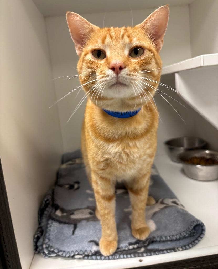 Murphy, Adoptable, Young Male Tabby.