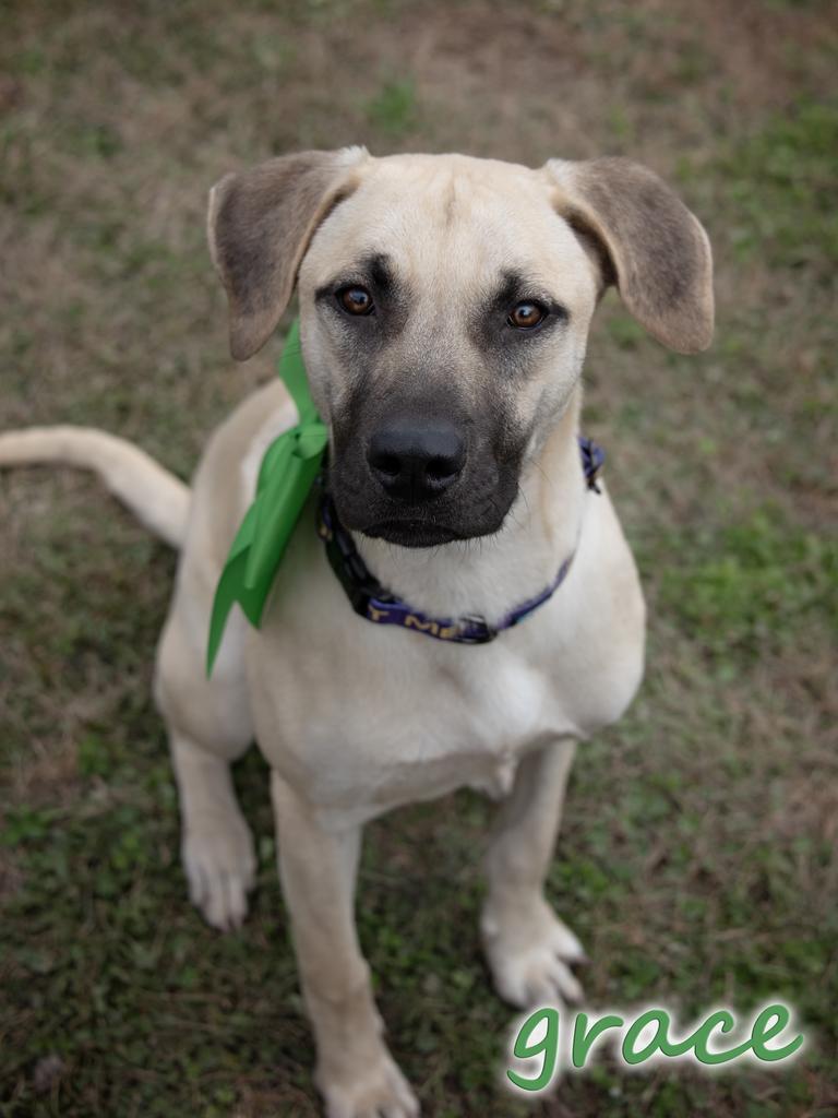 Grace, Adoptable, Young Female Black Mouth Cur.
