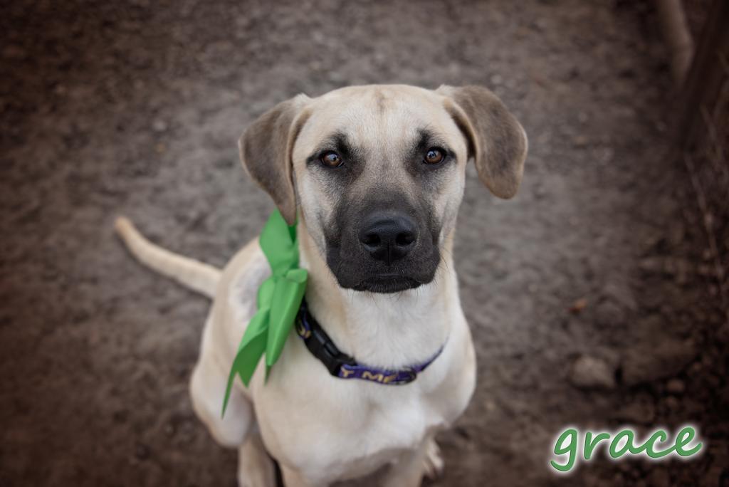 Enlarge Grace, a Adoptable Black Mouth Cur in Livingston, LA image 2/2