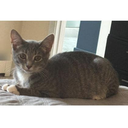 Mabel Littleton - adopt with Preston, Adoptable, Young Female Domestic Short Hair & Domestic Short Hair.