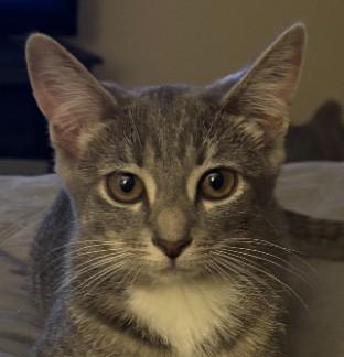 Enlarge Mabel Littleton - adopt with Preston, a Adoptable mixed breed in Hudson, MA image 3/3