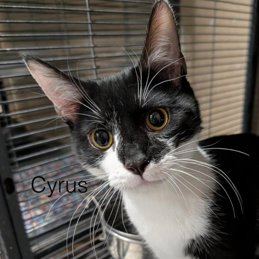Cyrus, adoptable, Kitten Male Tuxedo.