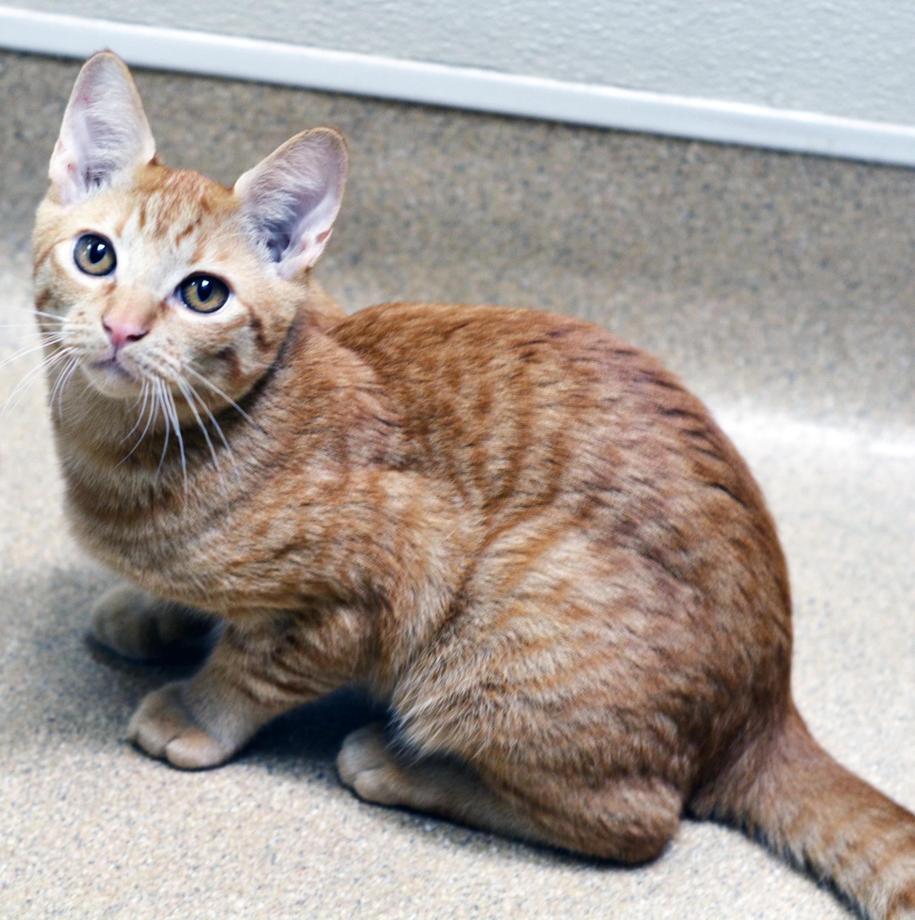 Enlarge SIDESHOW MEL-NO ADOPTION FEE, a Adopted Tabby in San Clemente, CA image 1/2