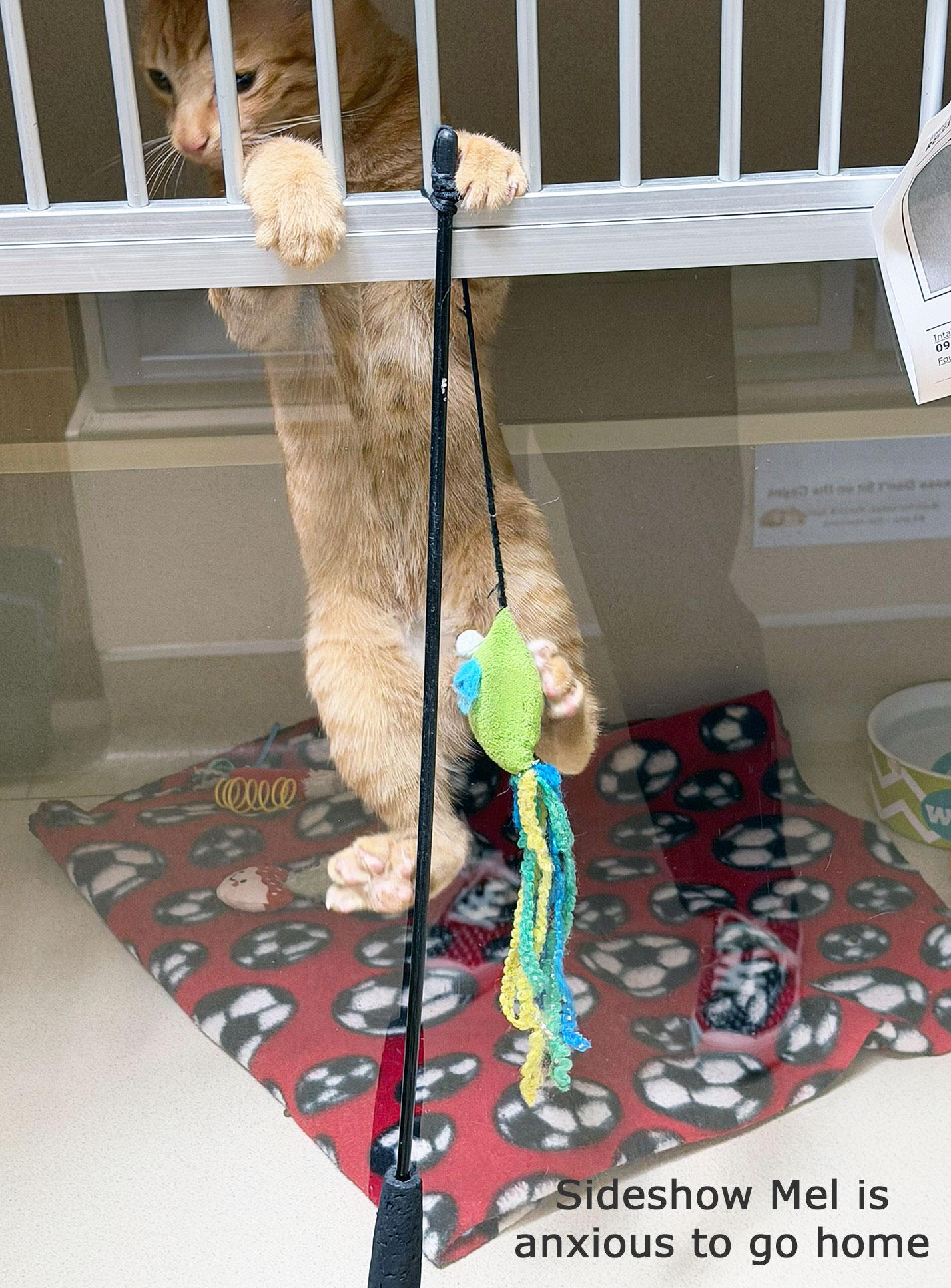 Enlarge SIDESHOW MEL-NO ADOPTION FEE, a Adopted Tabby in San Clemente, CA image 2/2