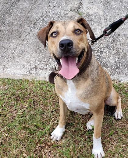 Lloyd, Young Male Mountain Cur