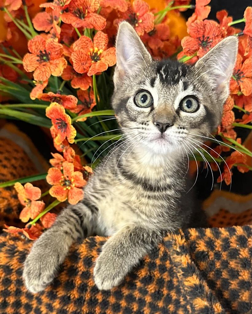 Enlarge 5/6/26 Adelia, a Adoptable mixed breed in Stillwater, OK image 1/1
