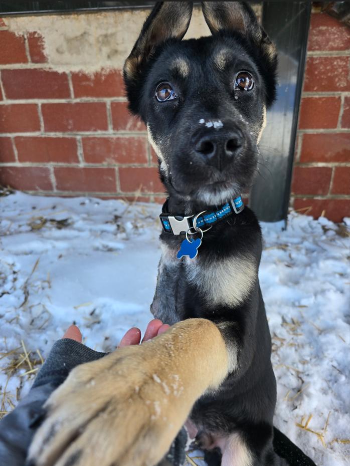 Boone, adopted, Puppy Male German Shepherd Dog.