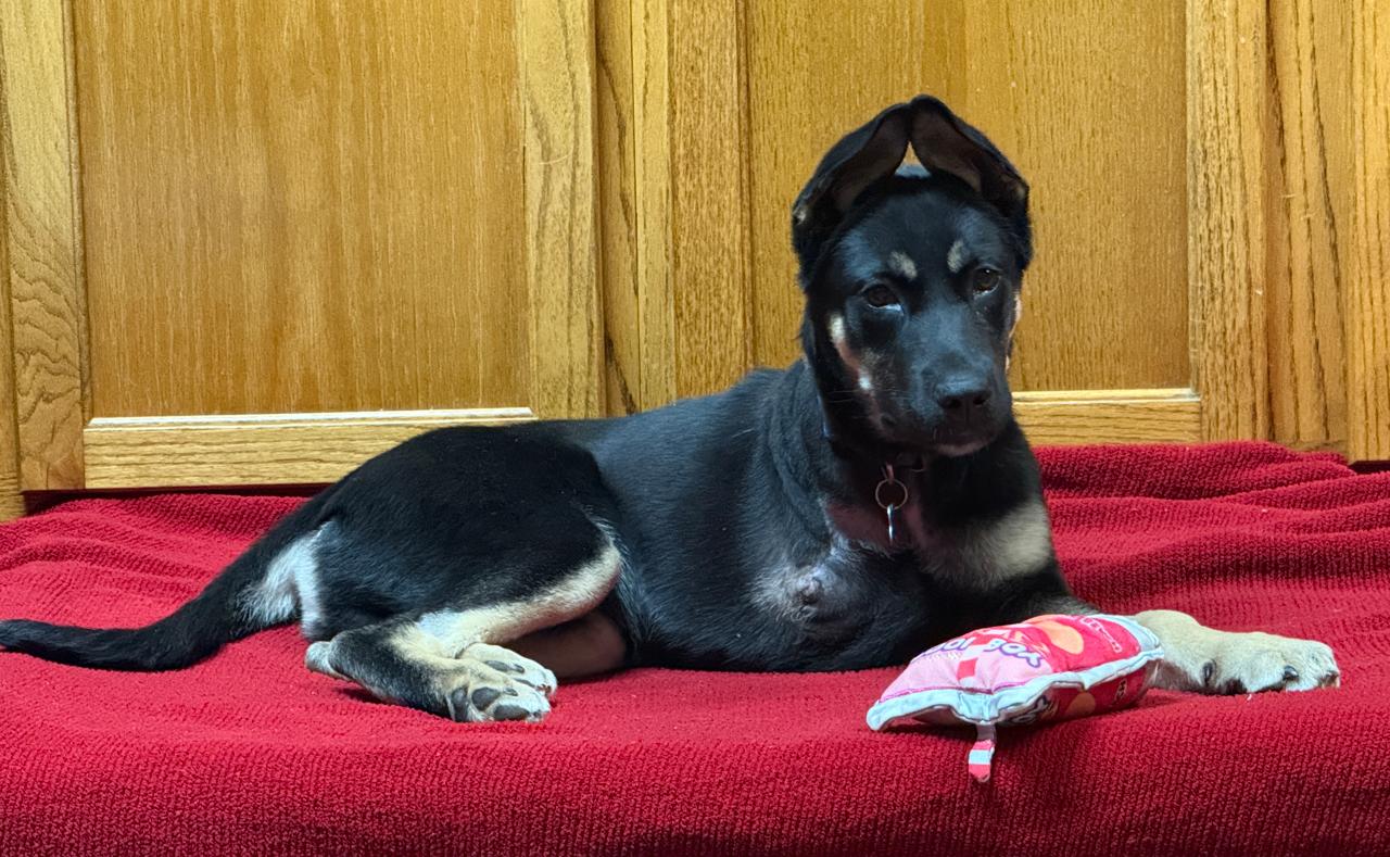 Enlarge Boone, an adopted German Shepherd Dog in Des Moines, IA image 4/5