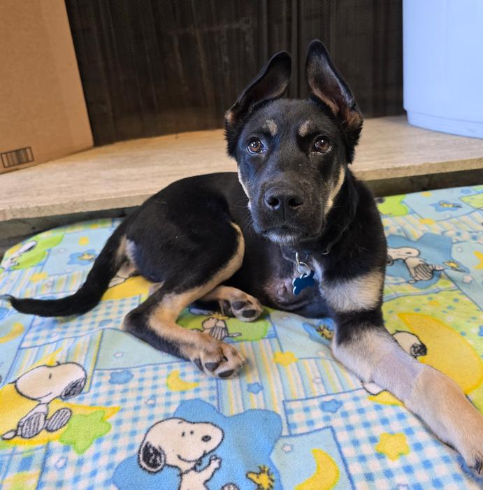 Enlarge Boone, an adopted German Shepherd Dog in Des Moines, IA image 5/5