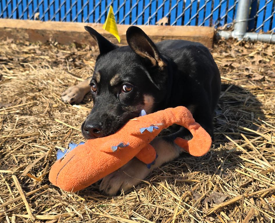 Enlarge Boone, an adopted German Shepherd Dog in Des Moines, IA image 2/5