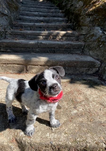 Enlarge Trouble , an adopted mixed breed in oakland, CA image 2/5