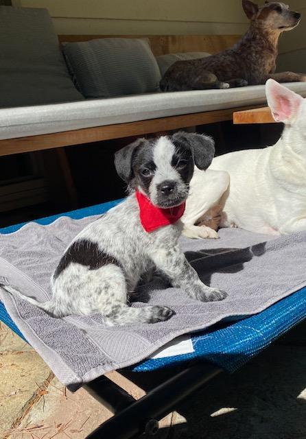 Enlarge Trouble , an adopted mixed breed in oakland, CA image 5/5