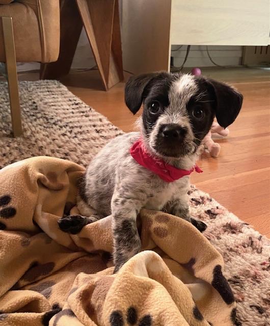 Enlarge Trouble , an adopted mixed breed in oakland, CA image 3/5