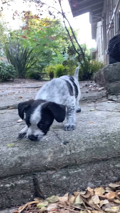 Enlarge Trouble , an adopted mixed breed in oakland, CA video 4/5