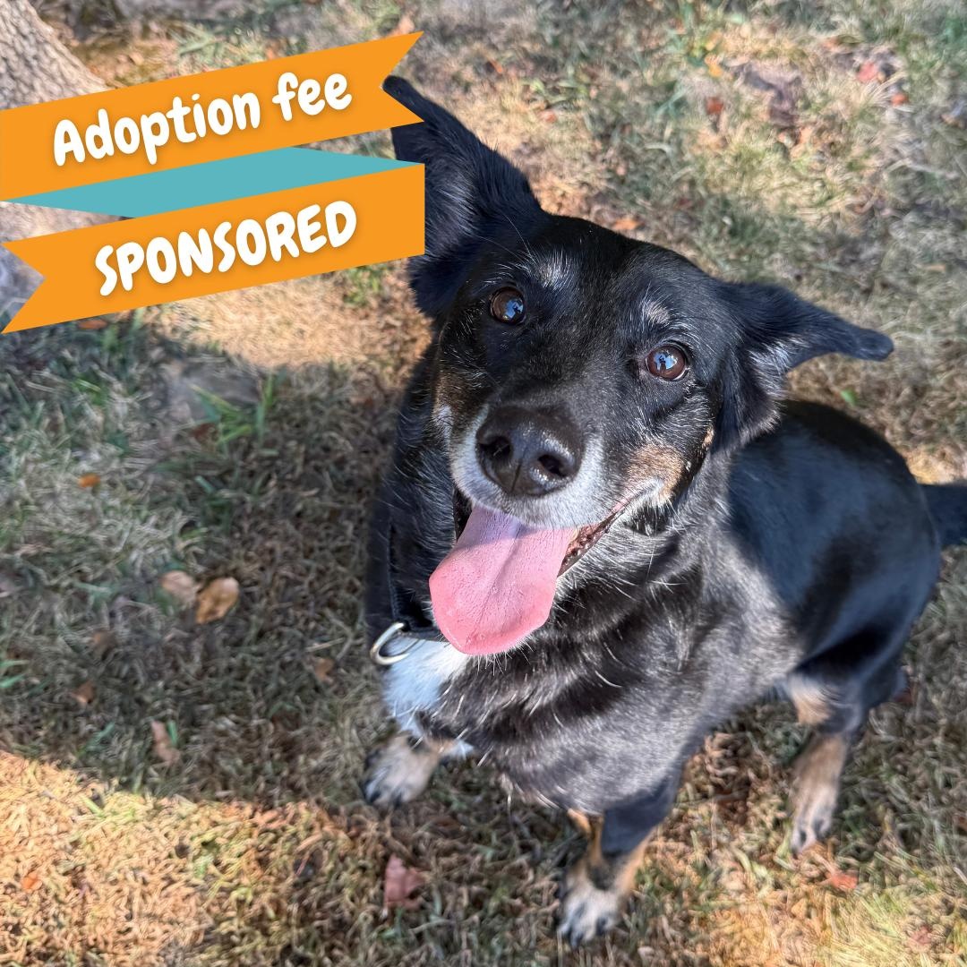 Echo, Adoptable, Senior Female Shepherd.