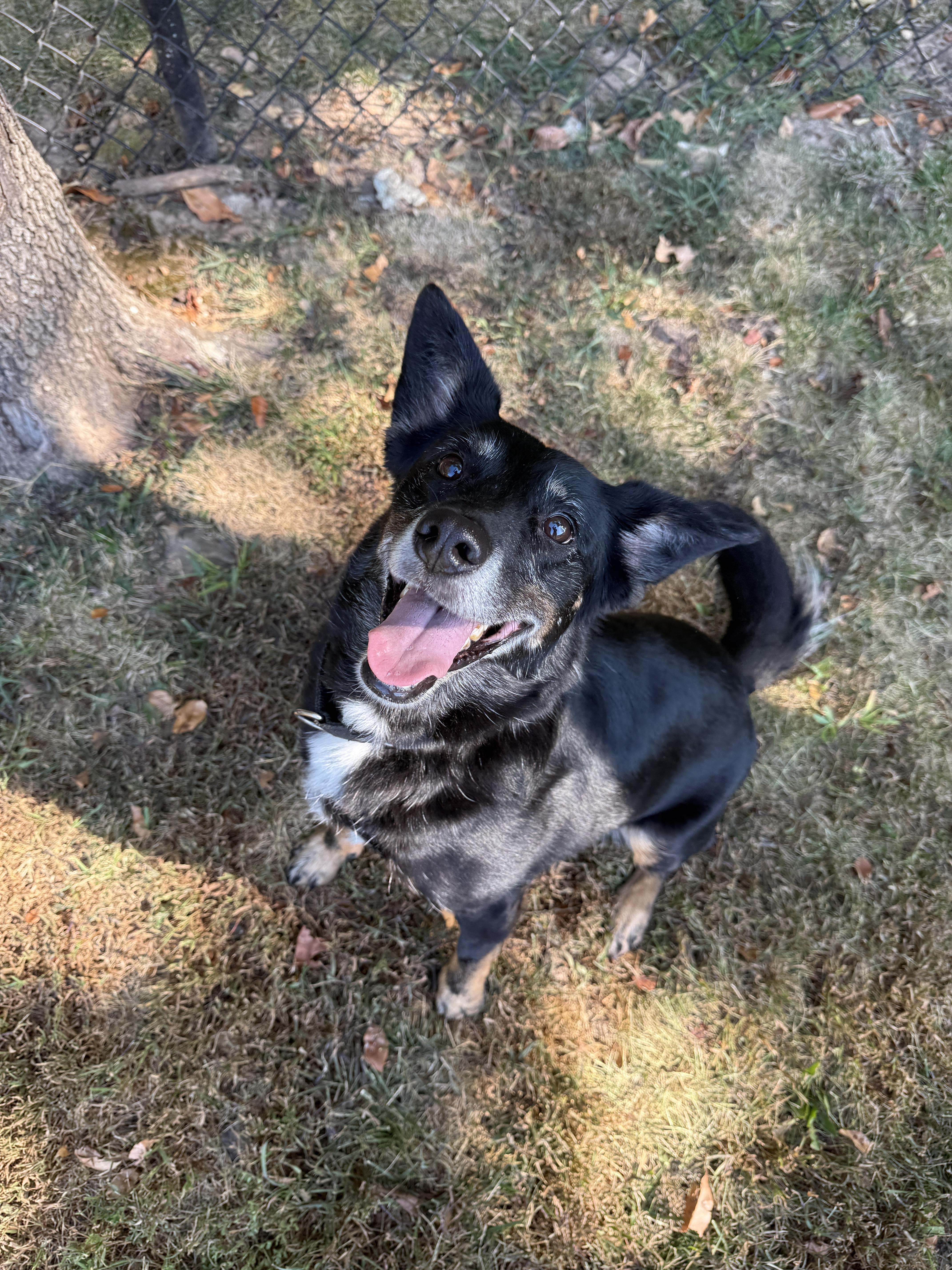 Enlarge Echo, a Adoptable mixed breed in Springfield, MO image 2/4