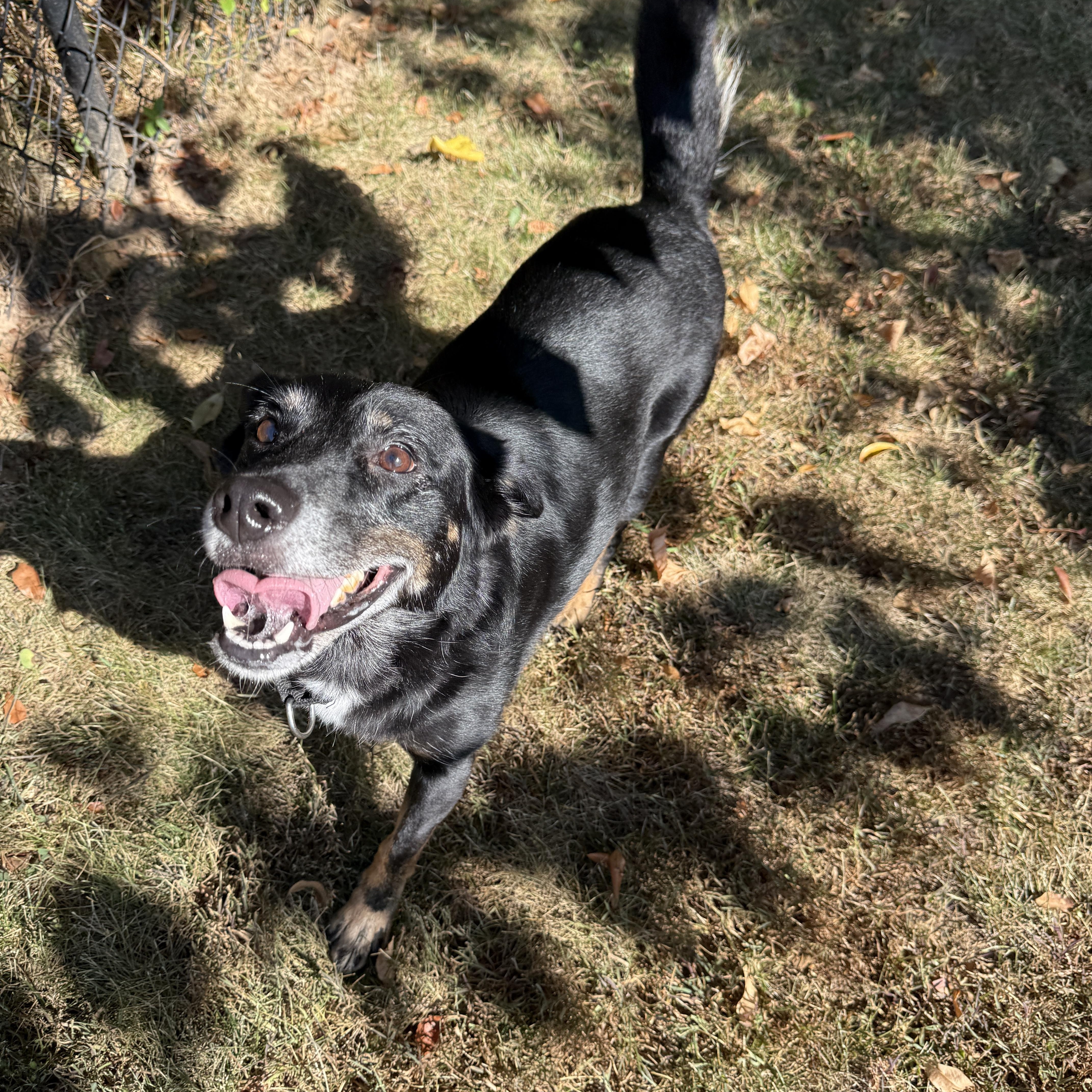 Enlarge Echo, a Adoptable mixed breed in Springfield, MO image 3/4