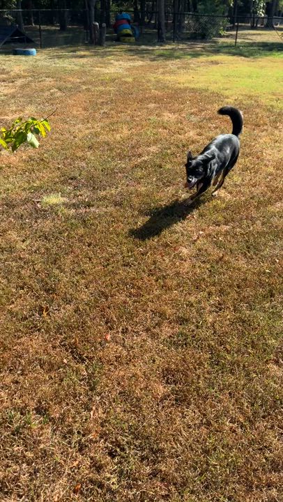 Enlarge Echo, a Adoptable mixed breed in Springfield, MO video 4/4