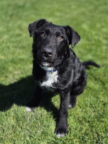 Alex, ADOPTABLE, Puppy Male Airedale Terrier.