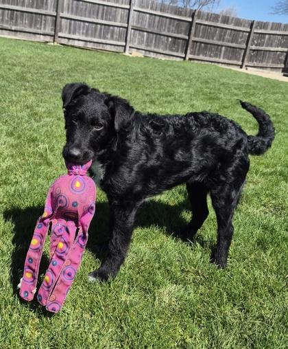 Enlarge Alex, a ADOPTABLE mixed breed in Woodstock, IL image 3/3