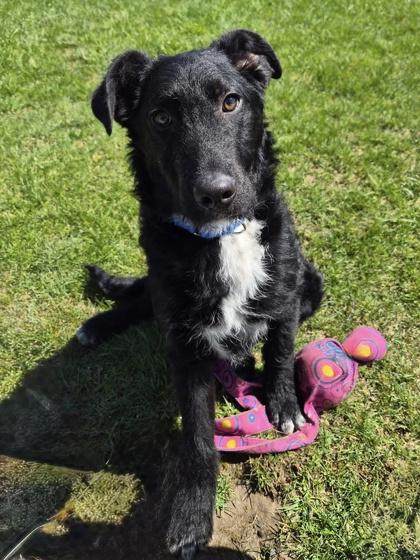 Enlarge Alex, a ADOPTABLE mixed breed in Woodstock, IL image 2/3