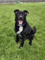 Alex, ADOPTABLE, Puppy Male Airedale Terrier.