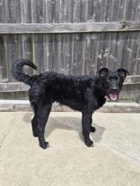 Alex, a ADOPTABLE mixed breed in Woodstock, IL image 3/3
