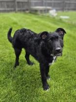 Alex, a ADOPTABLE mixed breed in Woodstock, IL image 2/3