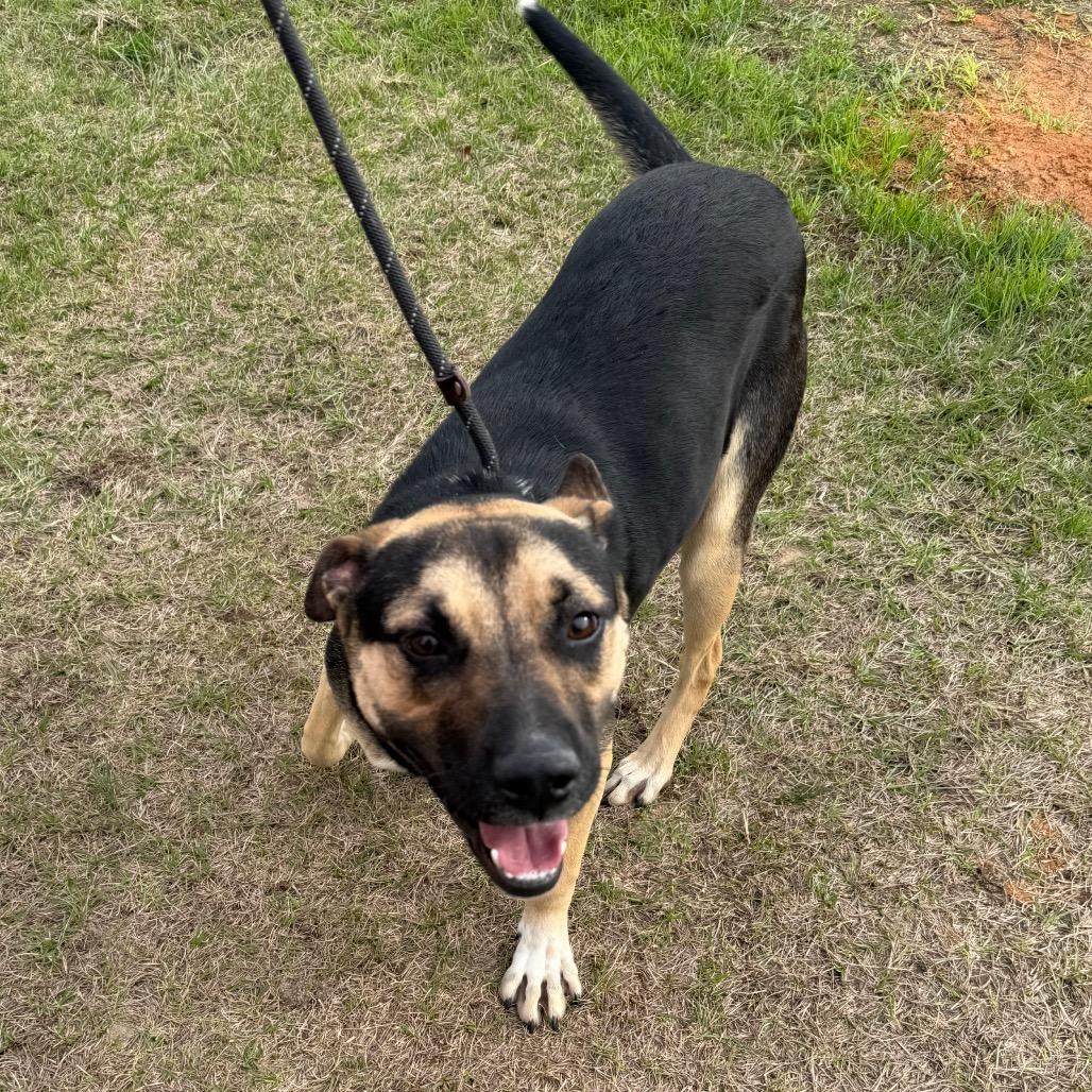 Enlarge Bailey, a Adoptable mixed breed in Hattiesburg, MS image 1/6